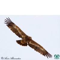 گونه عقاب صحرایی Aquila nipalensis